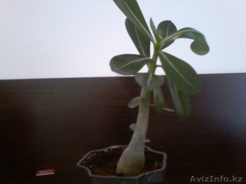 Продам комнатные растения в ассортименте  - Изображение #2, Объявление #1301967