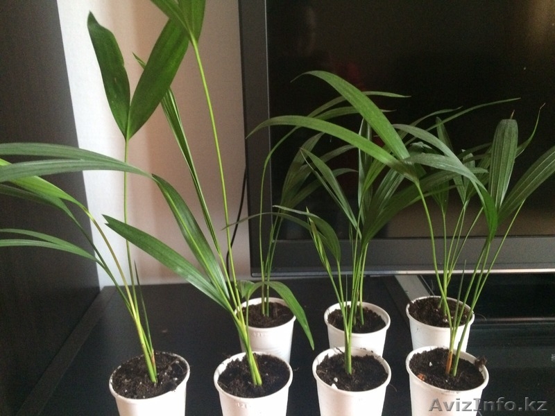 Продам комнатные растения в ассортименте  - Изображение #1, Объявление #1301967
