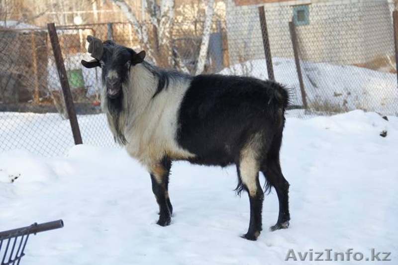 Племенной молодняк  коз-альпин - Изображение #1, Объявление #1485865