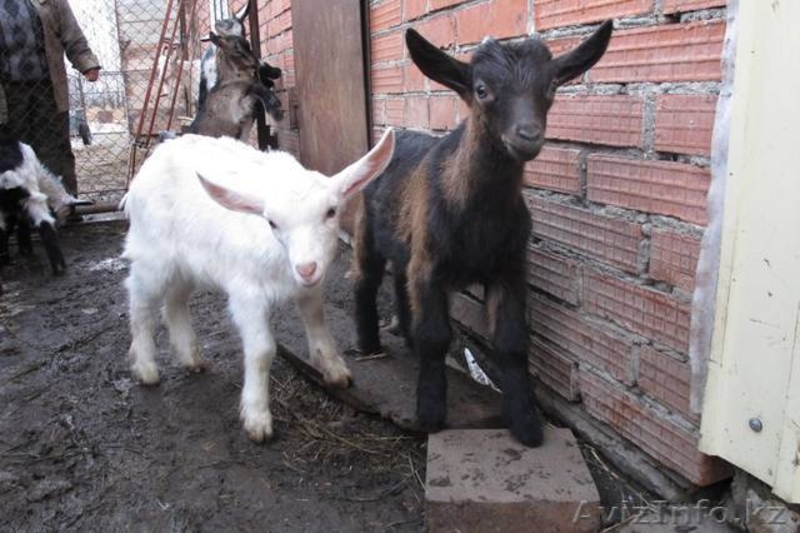Для  любителей породистых  коз - Изображение #1, Объявление #1485908