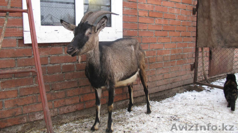 Племенной молодняк  коз-альпин - Изображение #2, Объявление #1485865