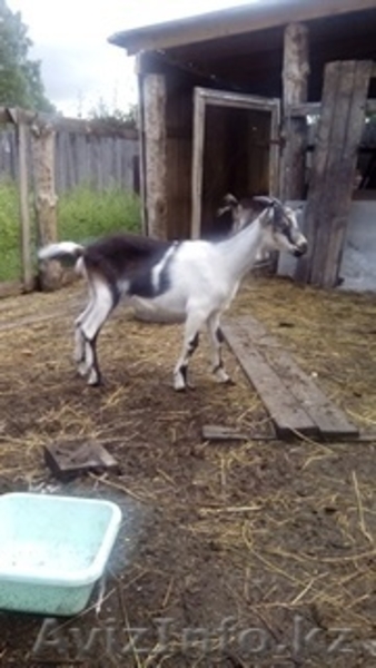 Племенной молодняк  коз-альпин - Изображение #3, Объявление #1485865