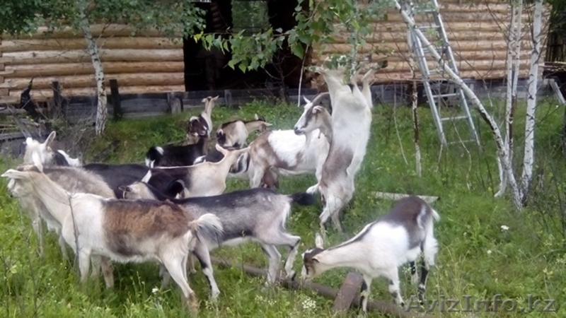 Для  любителей породистых  коз - Изображение #3, Объявление #1485908