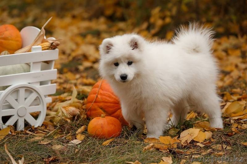 высокопородные щенки Самоедской лайки - Изображение #2, Объявление #1588939