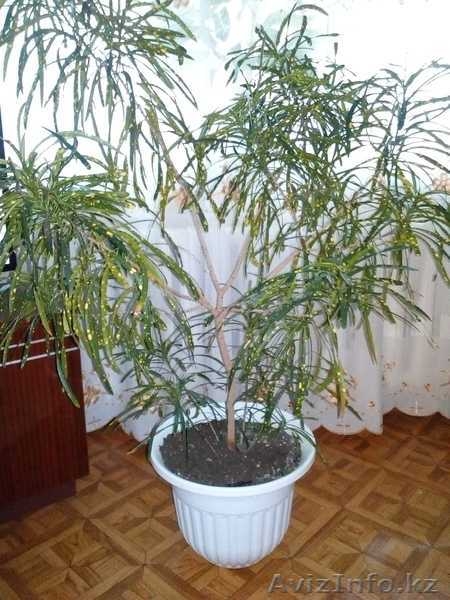 Комнатные цветы для дома и офиса - Изображение #1, Объявление #1640247