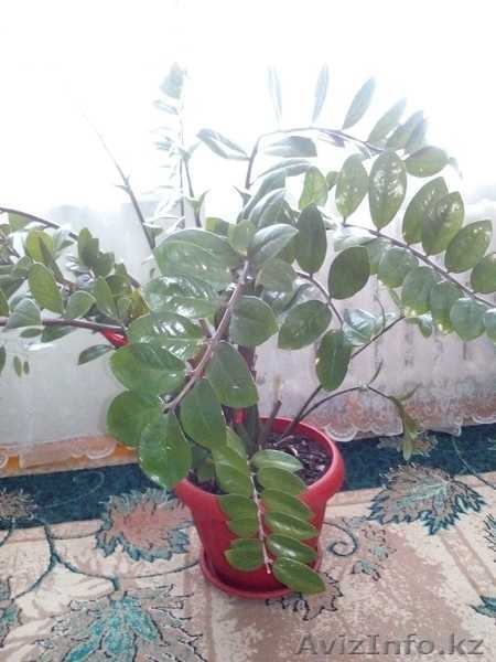 Комнатные цветы для дома и офиса - Изображение #2, Объявление #1640247