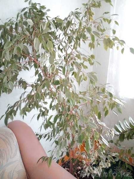 Комнатные цветы для дома и офиса - Изображение #3, Объявление #1640247