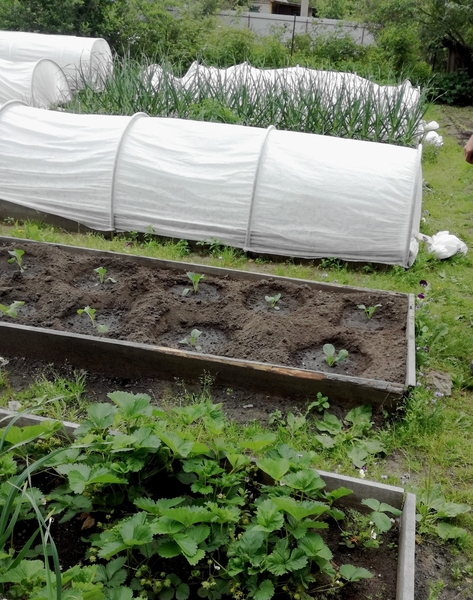 ПРОДАЮ ДАЧУ В  "ЭНЕРГЕТИК 2" Р-Н НОВОПАВЛОВКИ - Изображение #6, Объявление #1701282